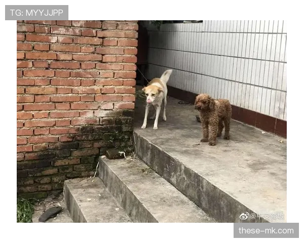 蒋林静家的狗都比我会花钱 蒋林静家的狗都比我会花钱